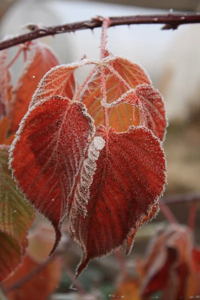 Замороженные листья — стоковое фото