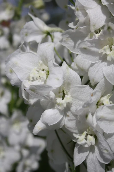 stock image New Zealand White Delphinium