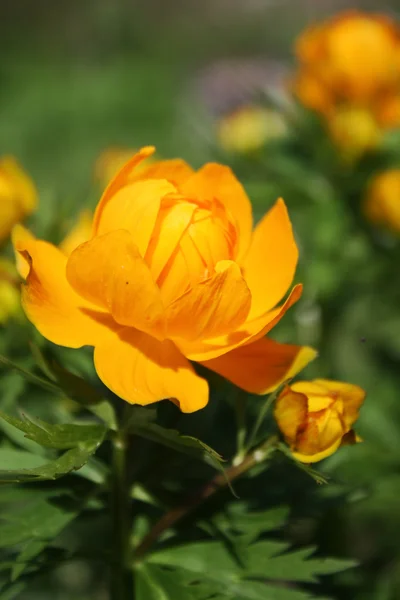 stock image Sunny flower.