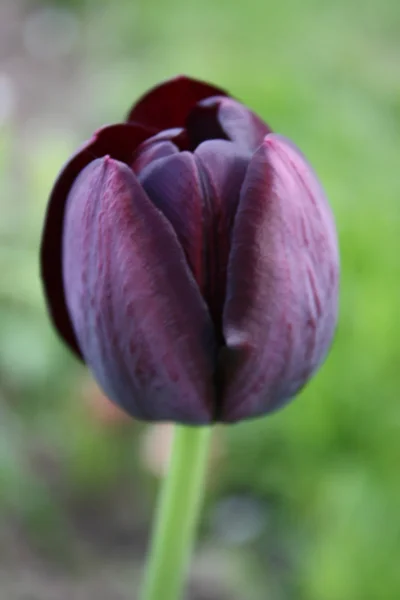 Tulipán muerte . — Foto de Stock