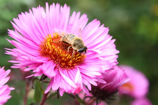 stock image A fly and a flower.