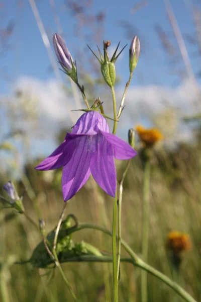 stock image Campanula