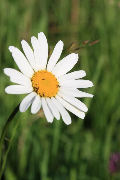 stock image Chamomile