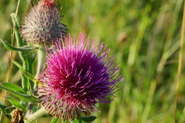 Burdock Flower clipart