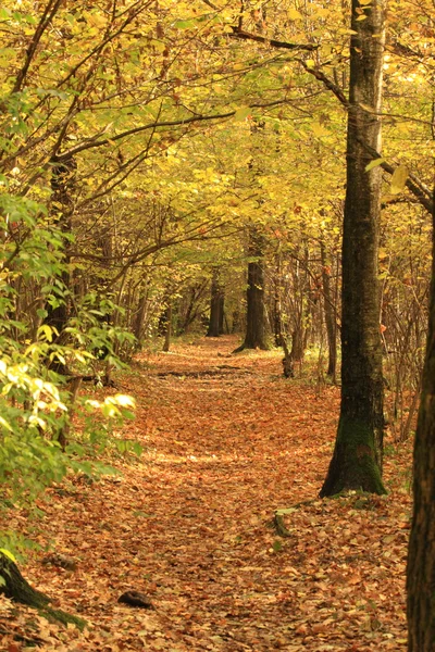Путь осенью — стоковое фото