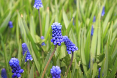 çiçekler muscari.