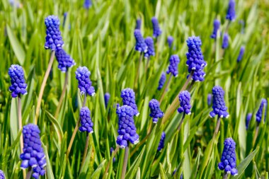 Glade muscari.