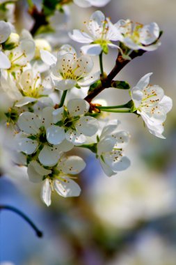 Wild plum blossom. clipart