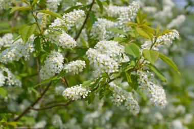 Çiçekler kuş-kiraz