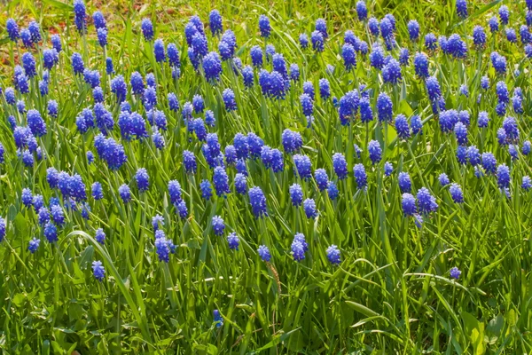 stock image Flowers muscari.