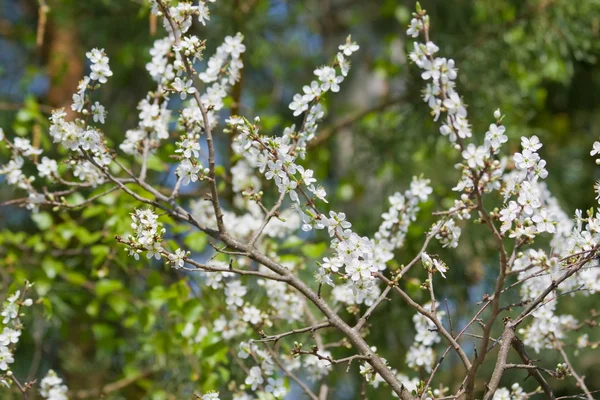 Flowering wild plum — Stock Photo, Image