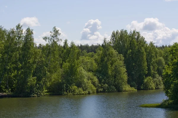 stock image The forest near the lake.