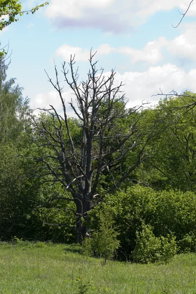 Умершее дерево . — стоковое фото