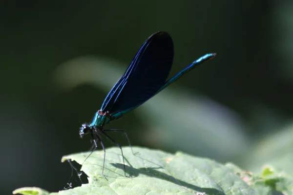 stock image Blue Dragonfly