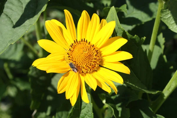 Stock image Yellow camomile