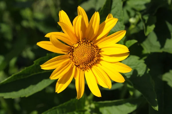 stock image Yellow camomile