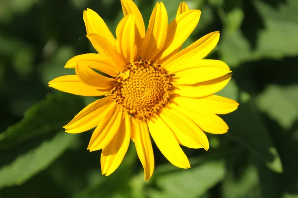 stock image Yellow camomile