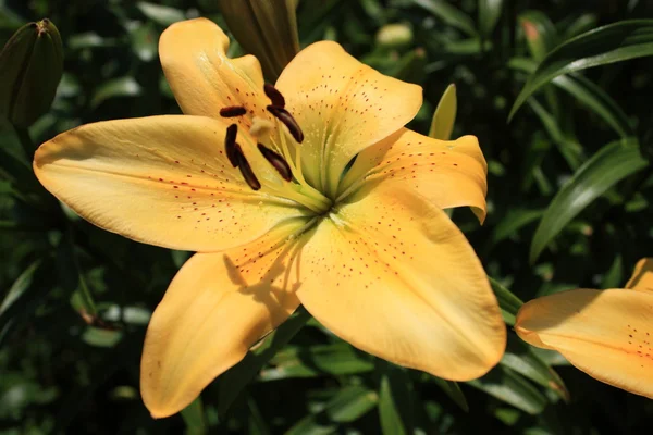 stock image Sunny flower