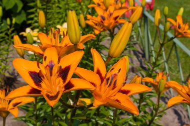 Orange lilies.