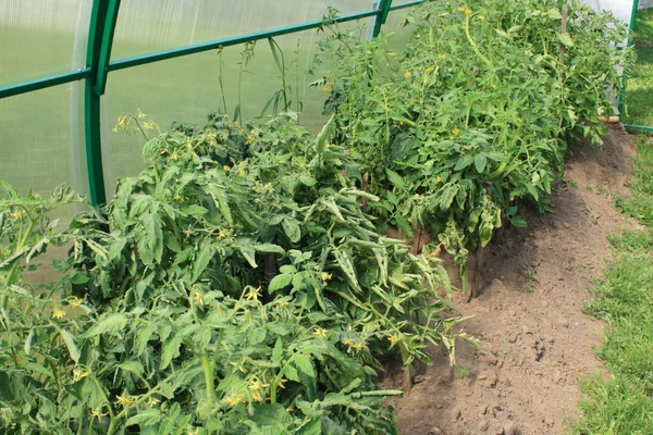 stock image Greenhouse tomatoes