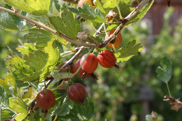 Kıllı üzüm (kaz berry)