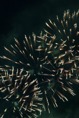 Festival havai fişek