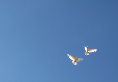 İki uçan güvercin