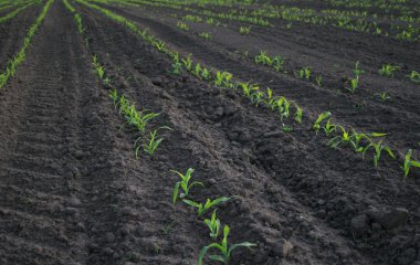 Increasing corn on agricultural area clipart