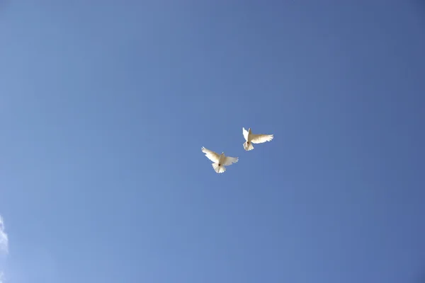 Dos palomas voladoras — Foto de Stock