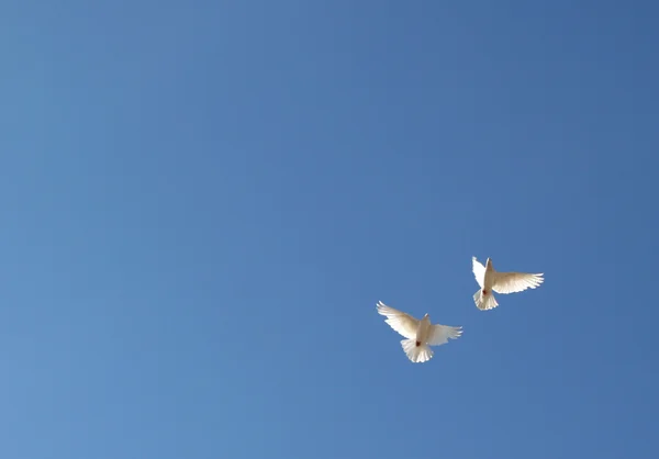 Deux colombes volantes — Photo