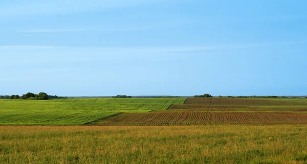 Холмы с саженцами кукурузы . — стоковое фото