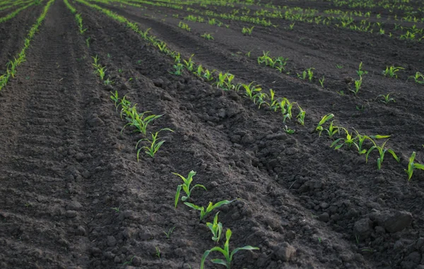 Toenemende maïs op landbouwgebied — Stockfoto
