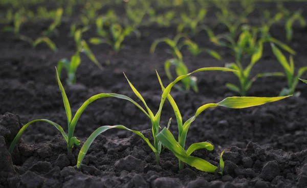 Зростання кукурудзи на сільськогосподарській площі — стокове фото