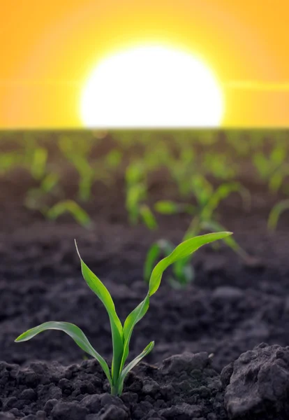 Aumento do milho na superfície agrícola — Fotografia de Stock