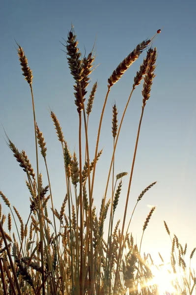 Уши пшеницы перед сбором урожая с насекомыми — стоковое фото
