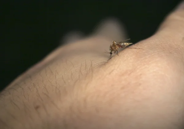 Aç midge, насекомое - комар — Stok fotoğraf