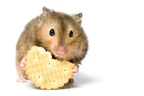 Hungry hamster — Stock Photo, Image