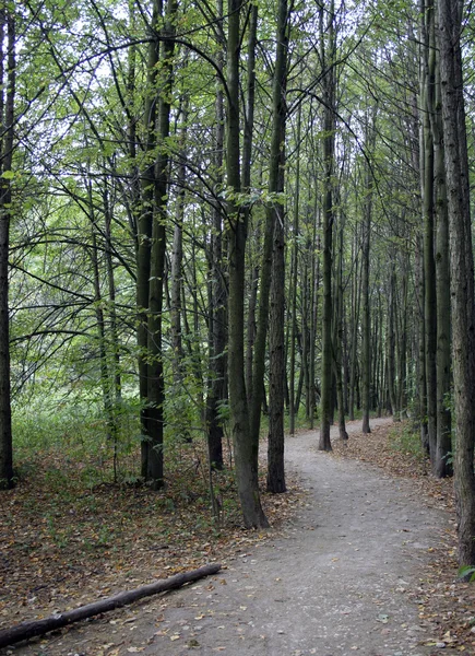 stock image Curve road in wood