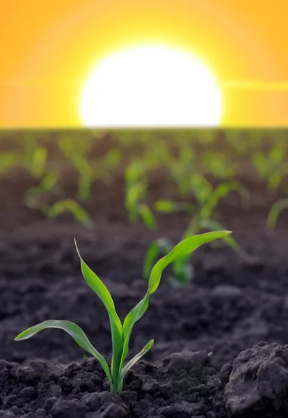 Rostoucí kukuřice na zemědělské plochy Royalty Free Stock Obrázky