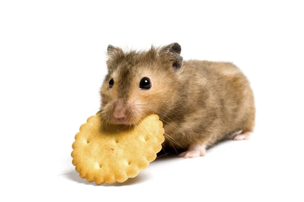 Hamster flămând Imagini stoc fără drepturi de autor