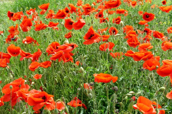 stock image Red poppies