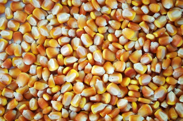 Grains de maïs Images De Stock Libres De Droits