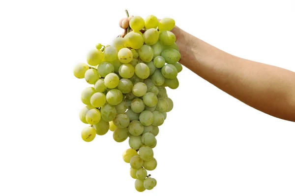 stock image Grapes cluster on a white background