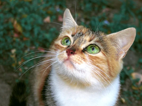 緑の目をした赤い猫 ロイヤリティフリーのストック写真