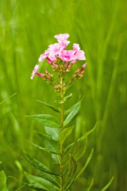 Phlox