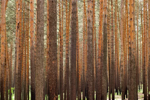 Bosque de pino —  Fotos de Stock