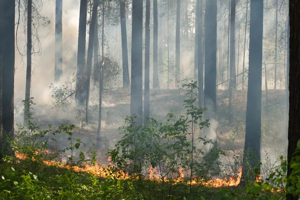 Požár v lese — Stock fotografie