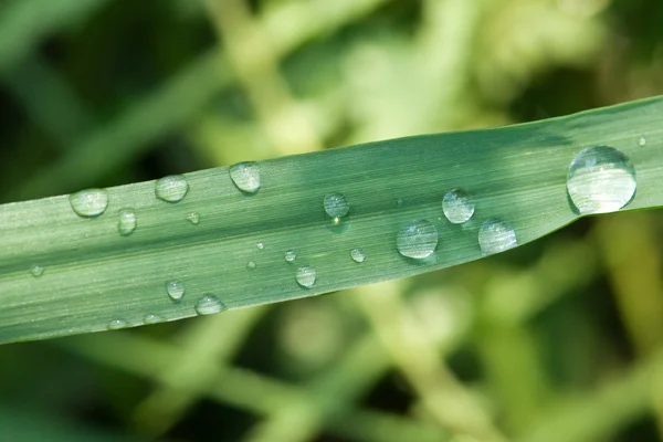 Regen dops op gras — Stockfoto