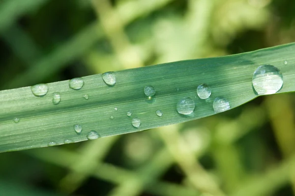 stock image Rain dops on grass