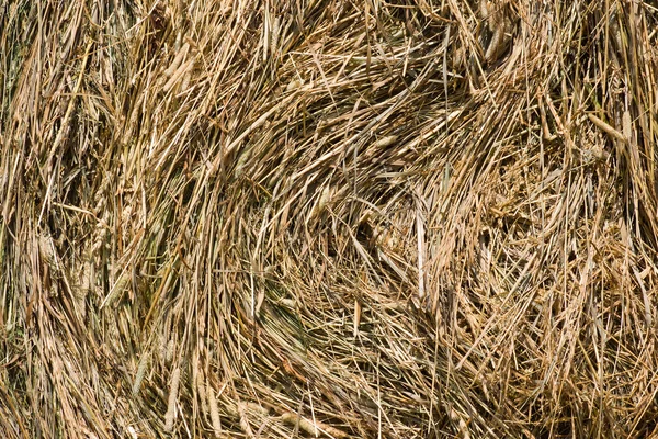 Dry grass backgound — Stock Photo, Image
